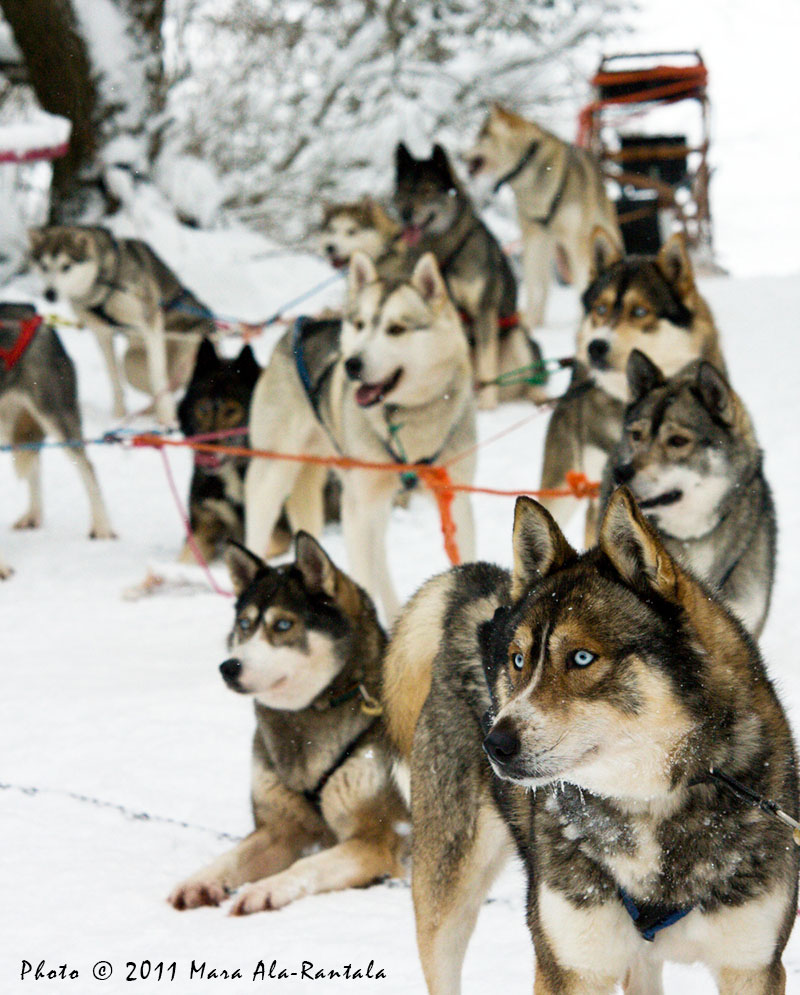 Gegwen-valjakko vm 2011 Gegwen Siberian husky team